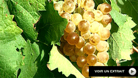 Les Vins de Corse font partie de l'âme de l'île de Beauté - Patrimonio, Muscat, Ajaccio ... les producteurs et vignerons